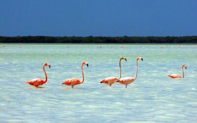 Inversiones Sustentables en Celestún: Un Paraíso para los Flamencos Rosados